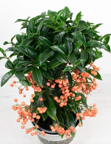 ardisia-crenata-bayas-rojas