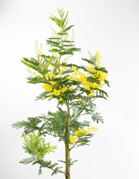 acacia-dealbata-mimosa-decoración-interior-compra