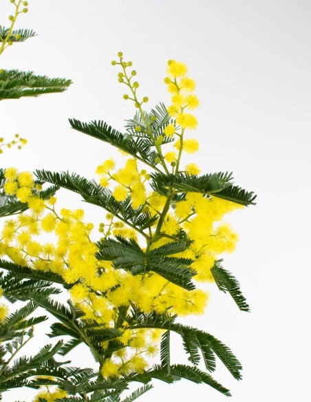 acacia-dealbata-mimosa-floración-color-compra