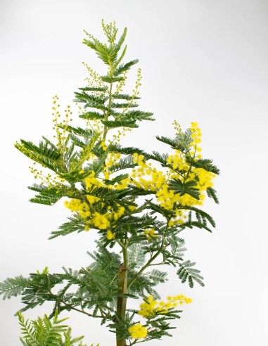 acacia-paradoxa-mimosa-planta-exótica-compra