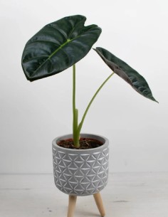 alocasia-golden-bone-hoja-dorada-brillante-compra