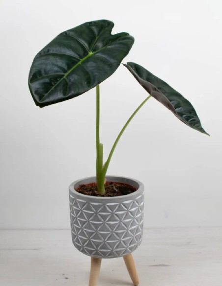 alocasia-golden-bone-hoja-dorada-brillante-compra