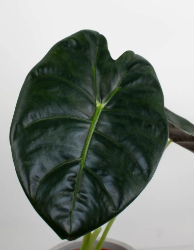 alocasia-golden-bone-hermosa-planta-interior-compra