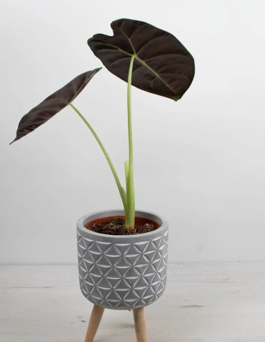 alocasia-golden-bone-hueso-dorado-tropical-compra