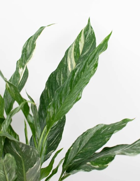 spathiphyllum-diamond-hojas-verde-blanco-interior