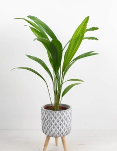 licuala-palmera-de-interior-hojas-espectaculares