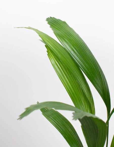 licuala-palmera-exotica-hojas-abanico