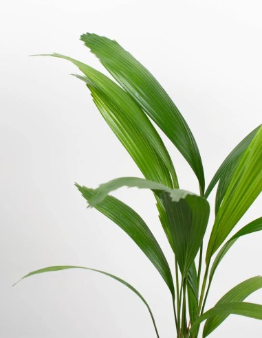 comprar-licuala-planta-exotica-online