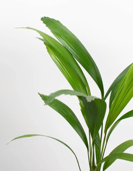 comprar-licuala-planta-exotica-online