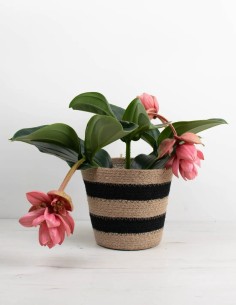 Medinilla magnifica Flamenco 2