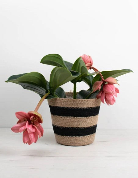 medinilla-magnifica-flamenco-planta-tropical-de-interior