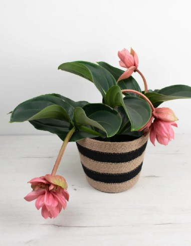 medinilla-magnifica-flamenco-flores-exóticas-decoración