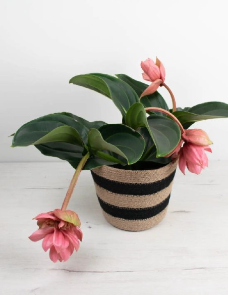 medinilla-magnifica-flamenco-flores-exóticas-decoración