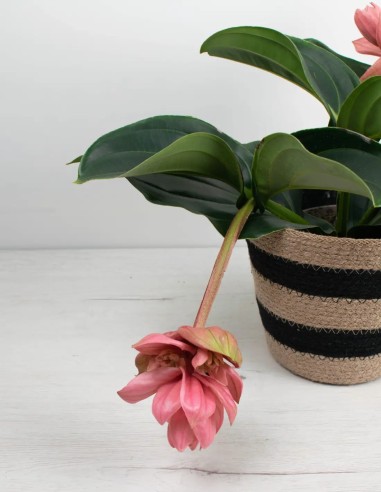 planta-medinilla-magnifica-flamenco-hojas-y-flores