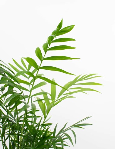 comprar-chamaedorea-planta-purificadora