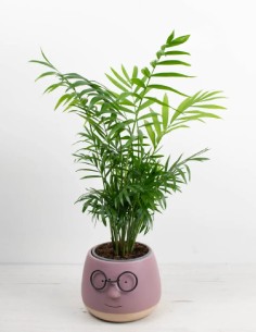 chamaedorea-palmera-de-interior-facil-cuidado