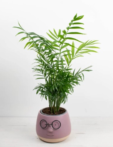 chamaedorea-palmera-de-interior-facil-cuidado