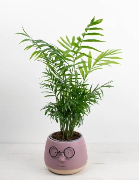 chamaedorea-palmera-de-interior-facil-cuidado