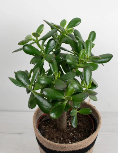 compra-arbol-de-jade-crassula-ovata-online