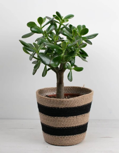 compra-arbol-de-jade-crassula-ovata-online