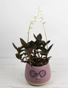 ludisia-discolor-orquidea-joya-follaje-exotico-compra