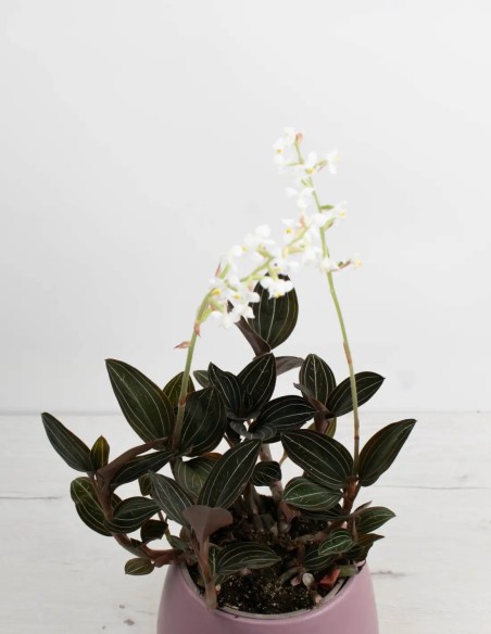 orquidea-joya-ludisia-discolor-hojas-brillantes-compra