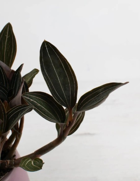 planta-ludisia-discolor-orquidea-exotica-de-interior