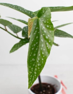 compra-begonia-tamaya-floración-exuberante-online 2