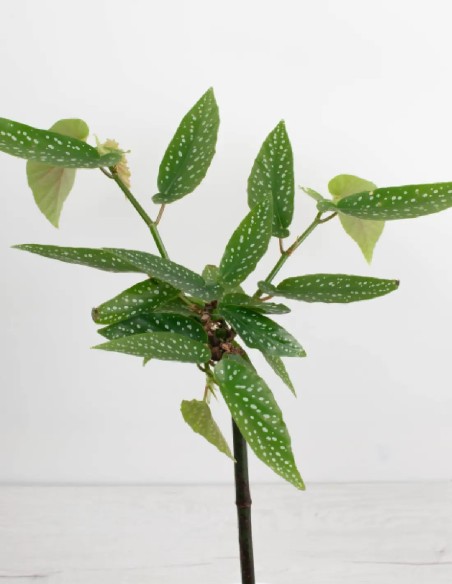 begonia-tamaya-flores-colgantes-compra-online-mejor-precio