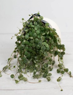 peperomia-prostrata-hojas-tortuga