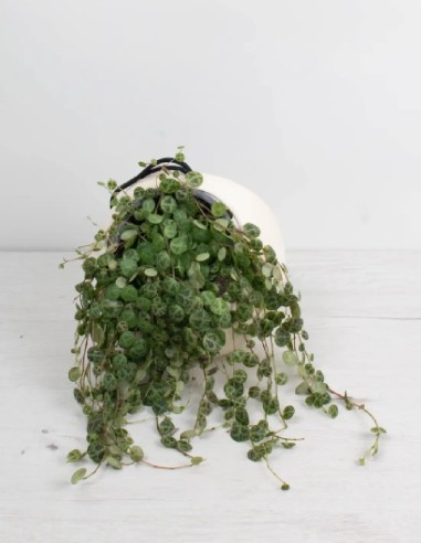 string-of-turtles-planta-colgante compra online