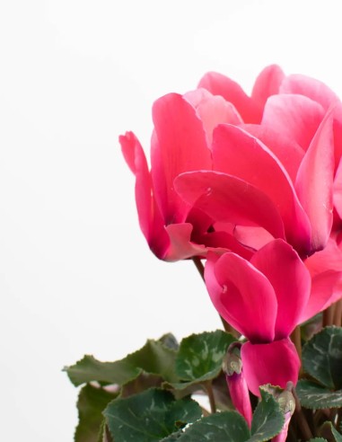 planta-cyclamen-floración-invierno-fácil-cuidado