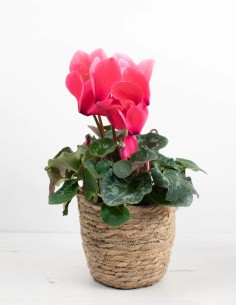CYCLAMEN PERSICUM 2
