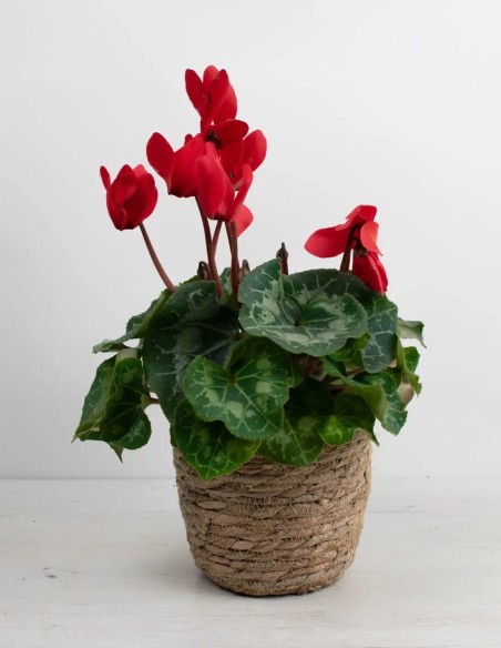 CYCLAMEN PERSICUM - FLORES COLORIDAS PARA TODO EL INVIERNO