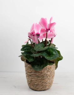 CYCLAMEN PERSICUM