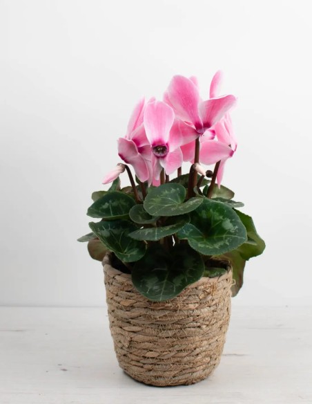 CYCLAMEN PERSICUM