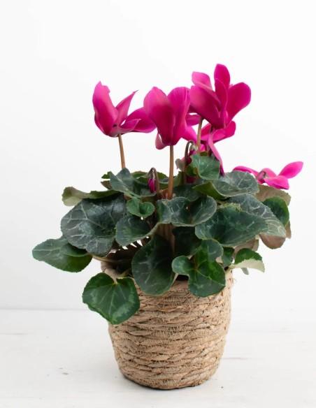 CYCLAMEN PERSICUM - TOQUE DE COLOR PARA INTERIOR Y EXTERIOR