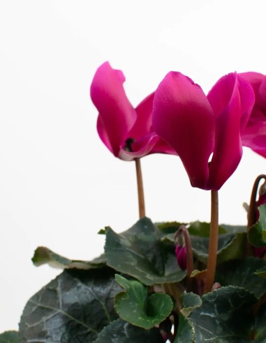 CYCLAMEN PERSICUM - FLORACIÓN LARGA Y FÁCIL CUIDADO
