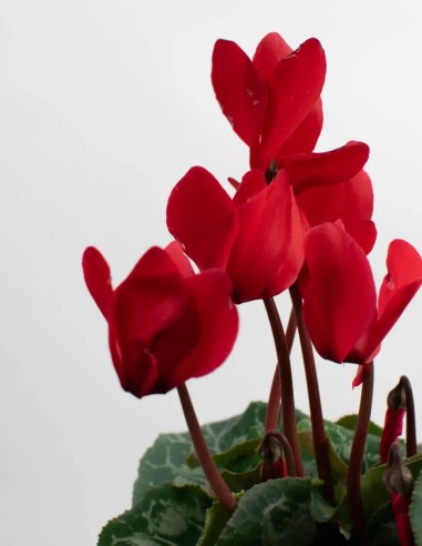 CYCLAMEN PERSICUM - LA PLANTA QUE FLORECE EN EL FRÍO