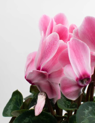 cyclamen-persicum-cuidados-decoración-interior-exterior