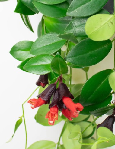 AESCHYNANTHUS RADICANS“MONA LISA” - PLANTA DEL...