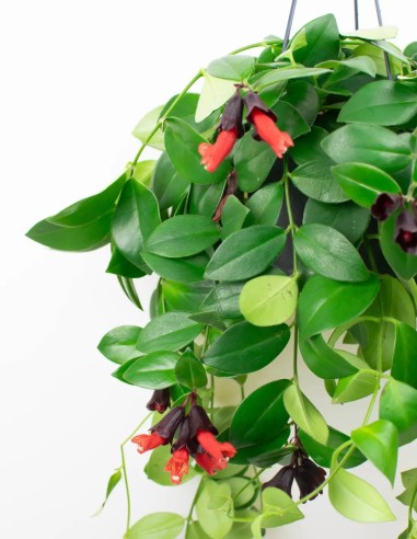 AESCHYNANTHUS RADICANS“MONA LISA” - PLANTA DEL...