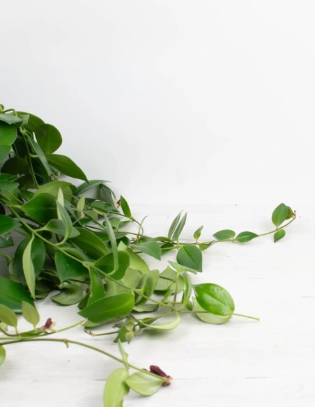 AESCHYNANTHUS RADICANS“MONA LISA” - PLANTA DEL PINTALABIOS