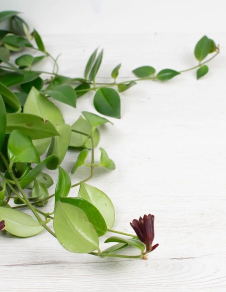 AESCHYNANTHUS RADICANS“MONA LISA” - PLANTA DEL PINTALABIOS