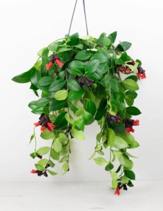 comprar-aeschynanthus-mona-lisa-planta-pintalabios