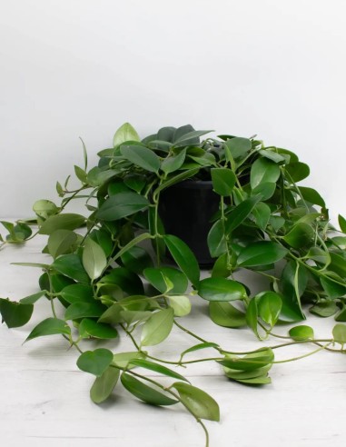 AESCHYNANTHUS RADICANS“MONA LISA” - PLANTA DEL...