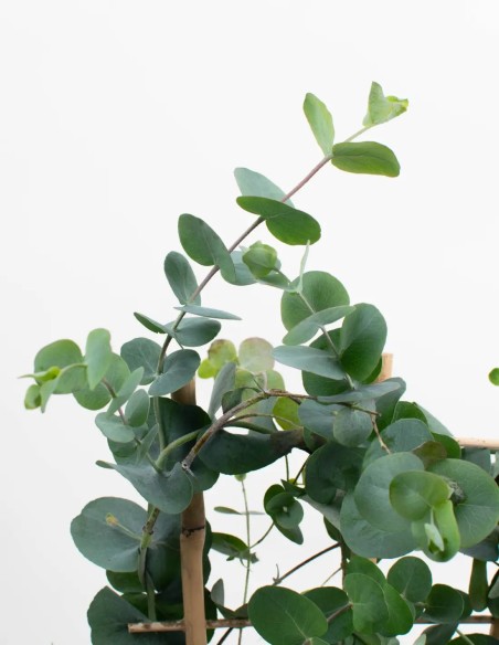 eucalyptus-silverdollar-planta-aromática-compra-online