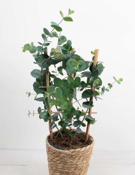 compra-eucalyptus-silverdollar-planta-interior-exterior