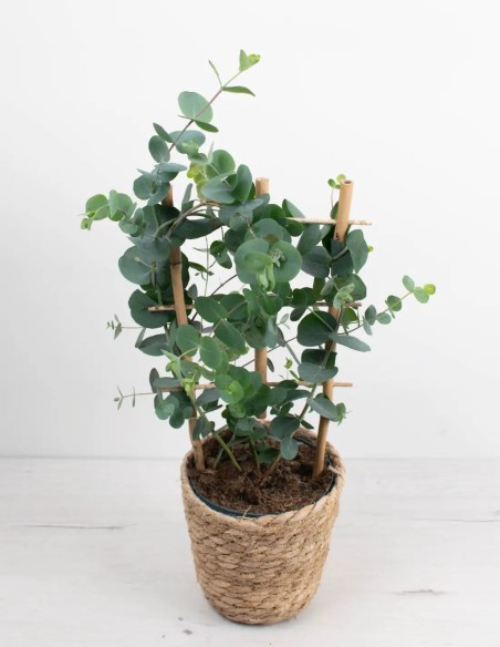 planta-eucalyptus-silverdollar-cuidado-decorativa-aromática