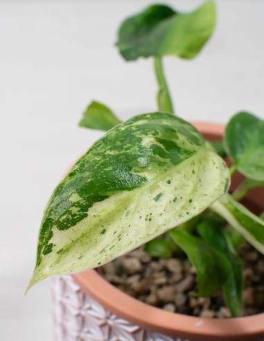 philodendron-white-wizard-hojas-variegadas